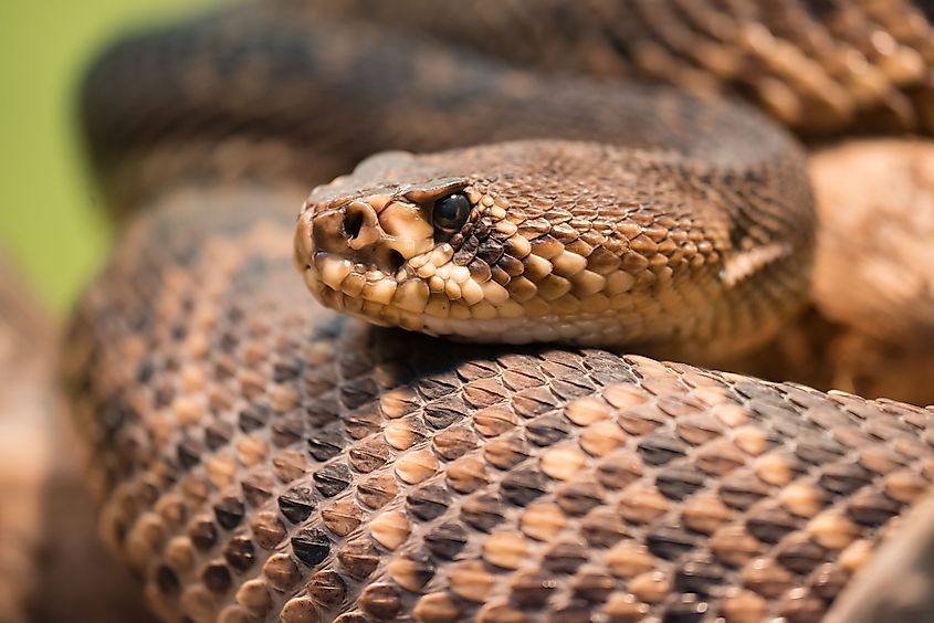 A venomous diamondback rattlesnake.