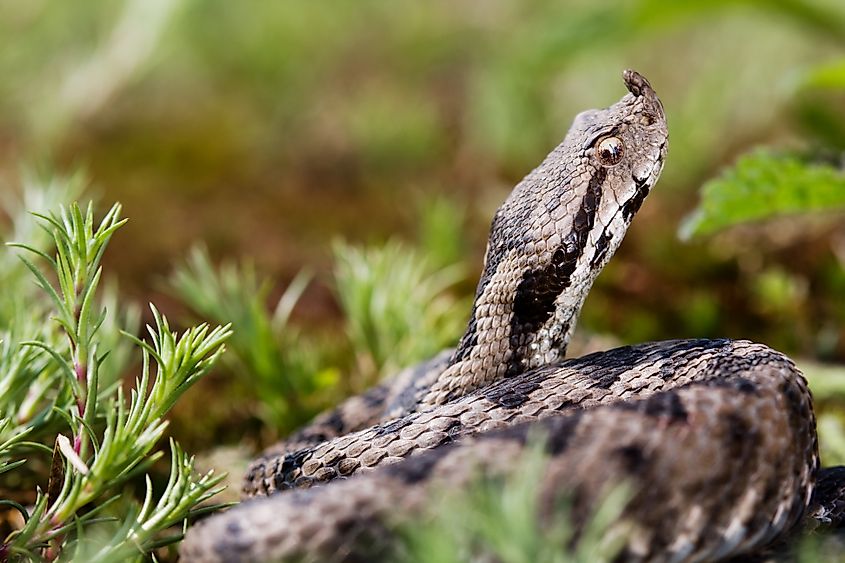 A nose-horned viper (Vipera ammodytes)