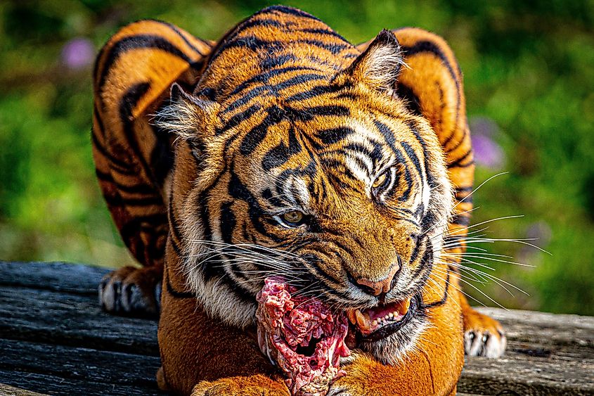 A Sumatran tiger eating meat