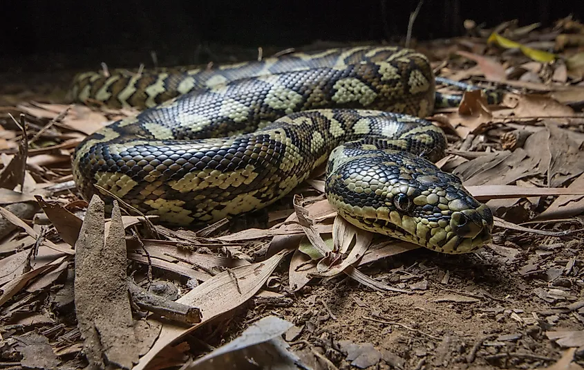 A Coastal Carpet python in leaf litter in Far North Queensland