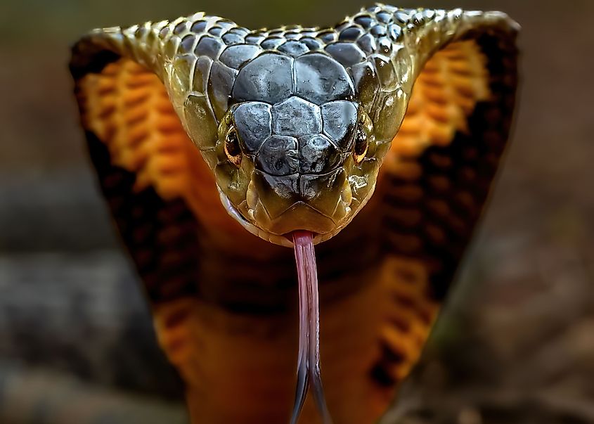 A monocled cobra (Naja kaouthia)
