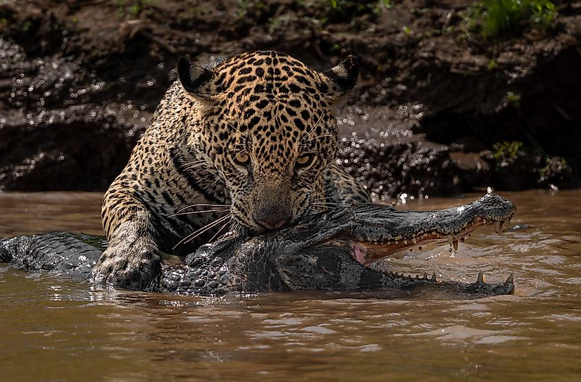 A jaguar hunting a caiman