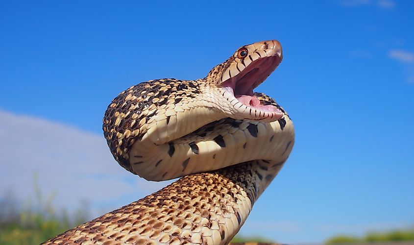 A bull snake (Pituophis catenifer sayi)