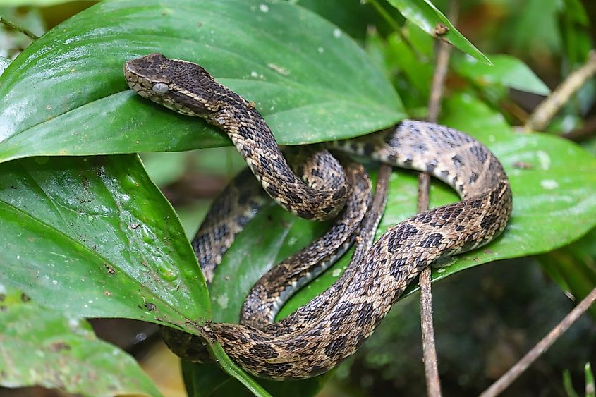 A jararacussu (Bothrops jararacussu)