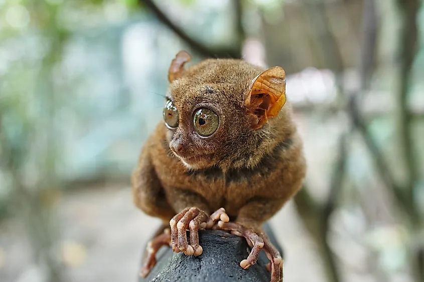A tarsier in the Philippines