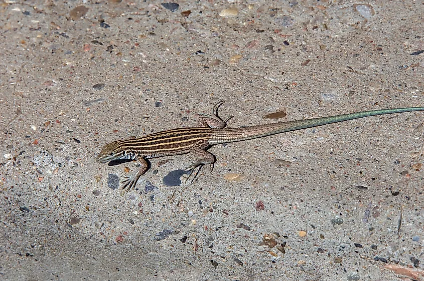 A New Mexico whiptail (Aspidoscelis neomexicanus)