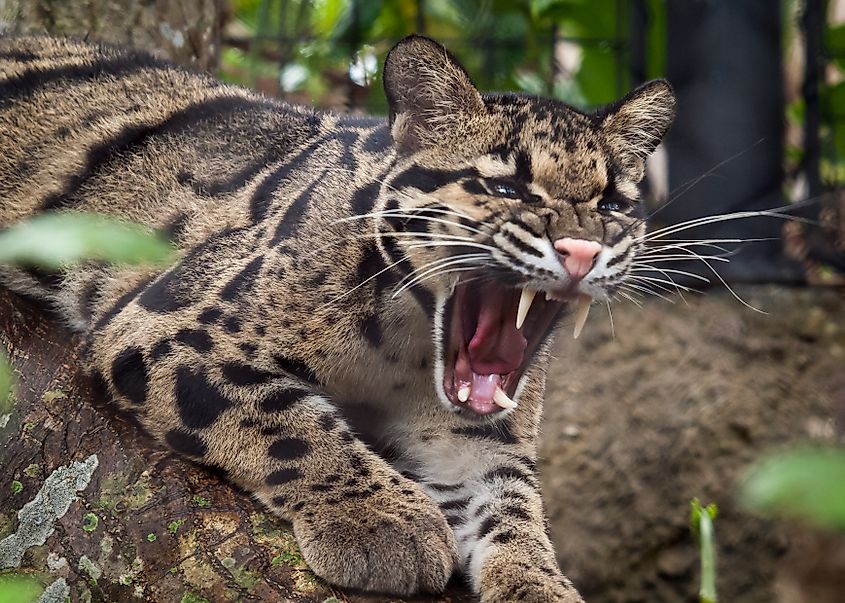 Clouded leopard, Neofelis nebulosa