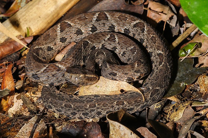 A jararacussu (Bothrops jararacussu)