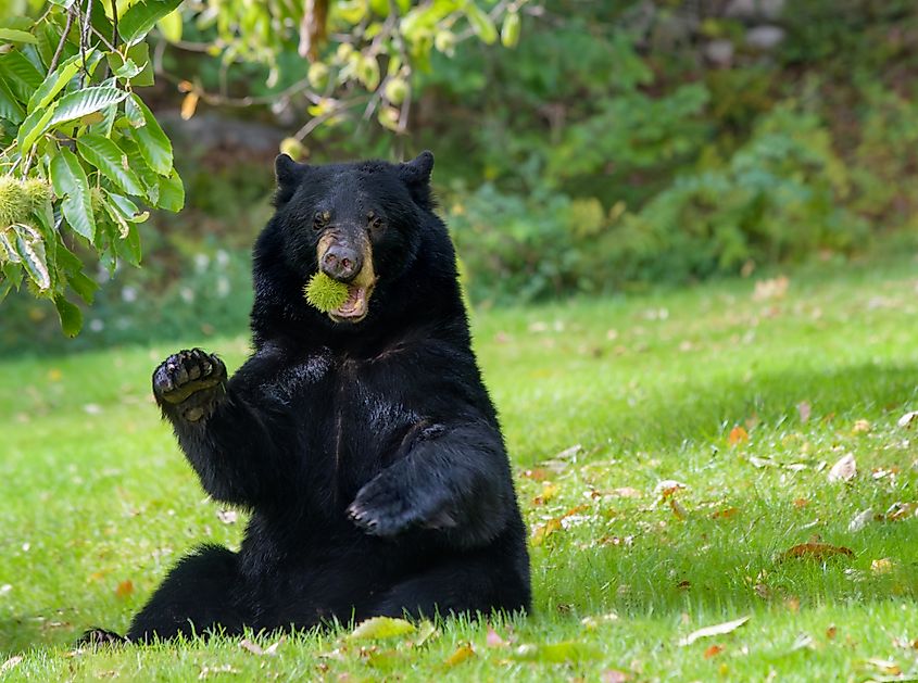 American black bear sitting under a chestnut with a spiny chestnut hull in its mouth. (K Quinn Ferris via Shutterstock)