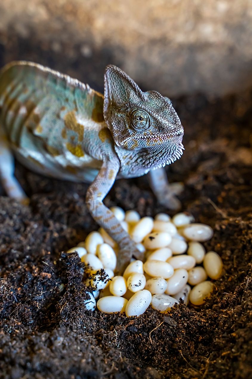 Female Veiled Chameleon Laying Eggs in Substrate.