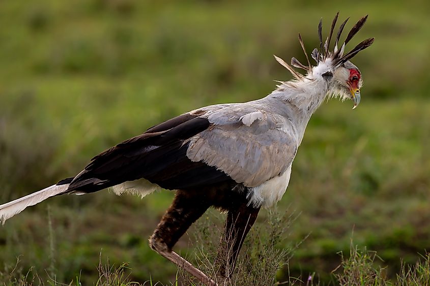 A secretary bird (Sagittarius serpentarius)