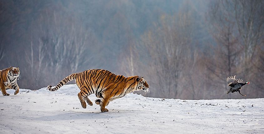 Two Siberian tigers in the snow.