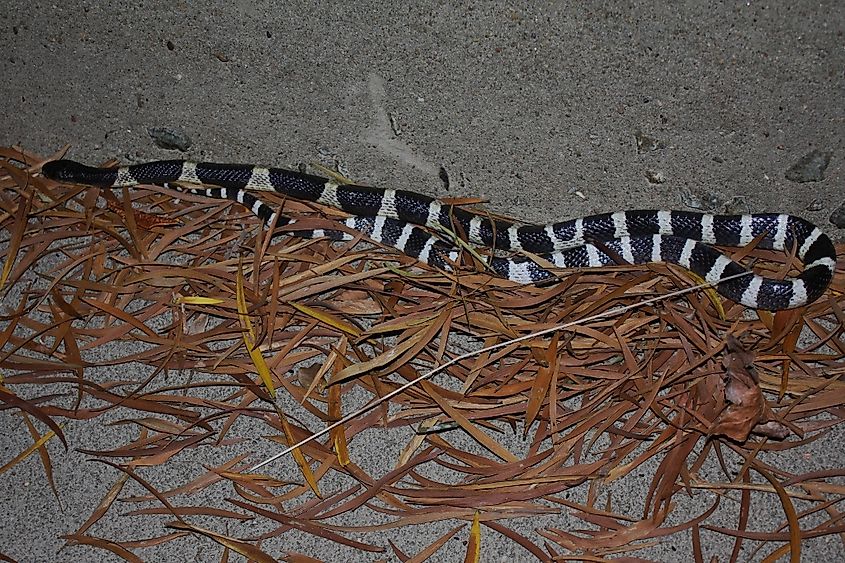 A many-banded krait (Bungarus multicinctus)