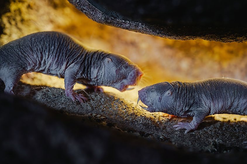 A naked mole-rat (Heterocephalus glaber)