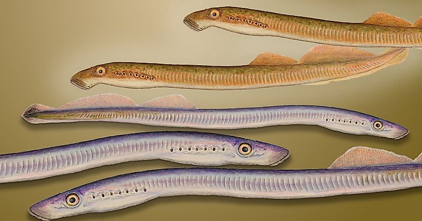 Vancouver lamprey (entosphenus macrostoma)