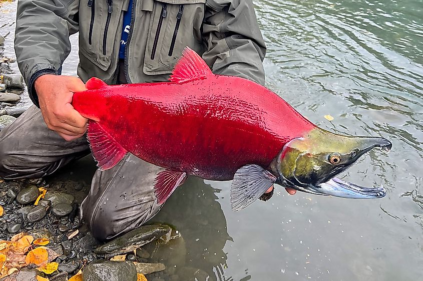 A bright red sockeye salmon in the Kenai River in Alaska.