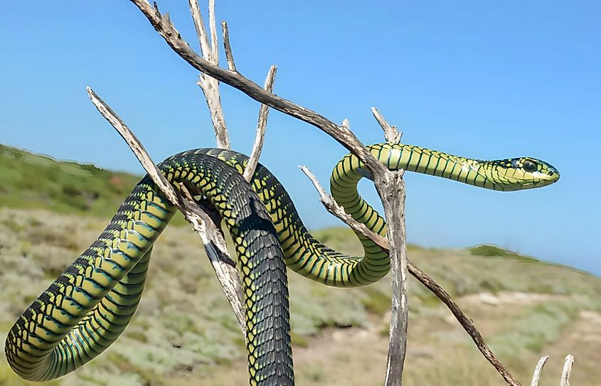 A beautiful boomslang snake in a tree.