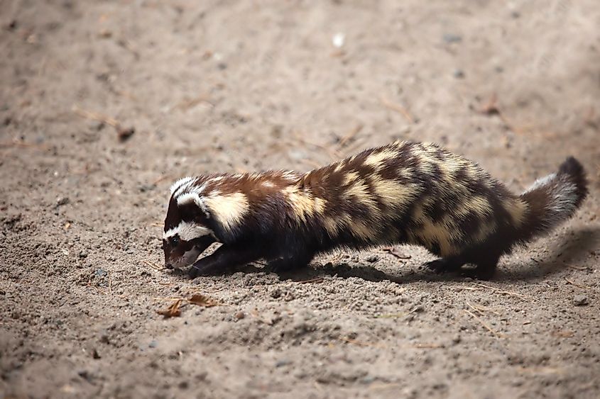 A marbled polecat.