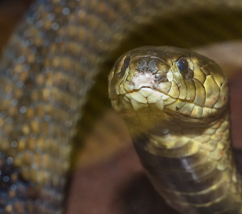 An Egyptian cobra (Naja haje)