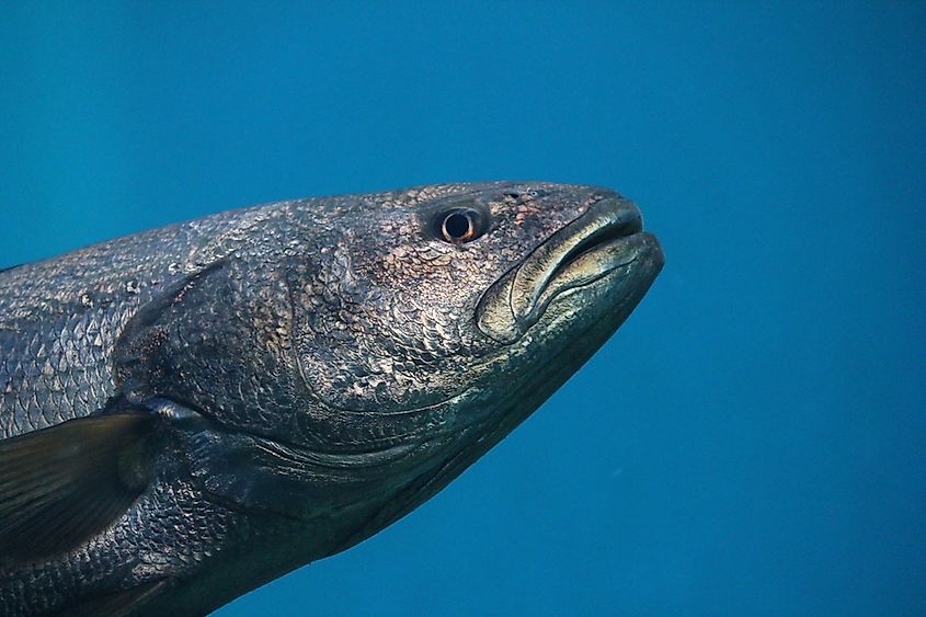 An Atlantic bluefin tuna swimming.