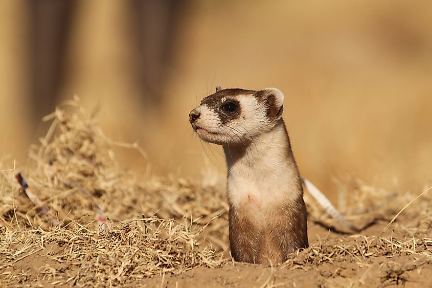 A black-footed ferret (Mustela nigripes)