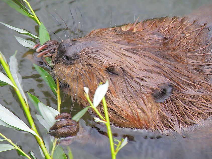 Close view of a beaver showing its flat scaly tail and orange incisors