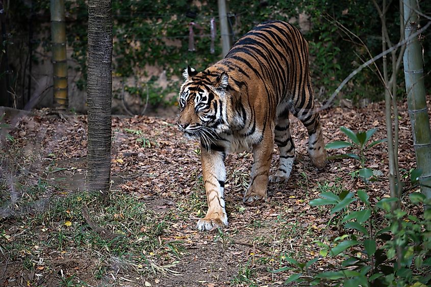A Sumatran tiger (Panthera tigris sondaica)
