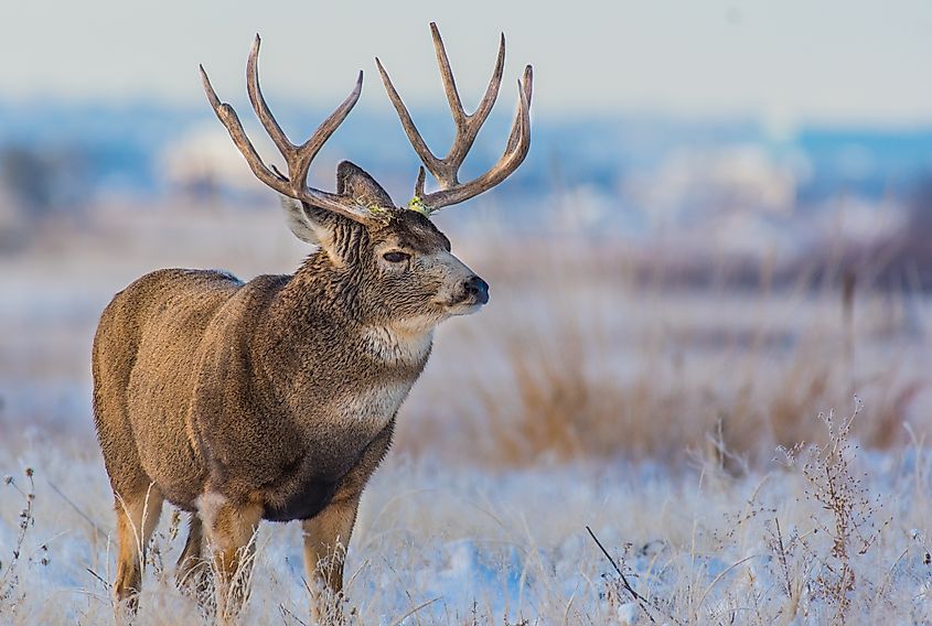A mule deer (Odocoileus hemionus)