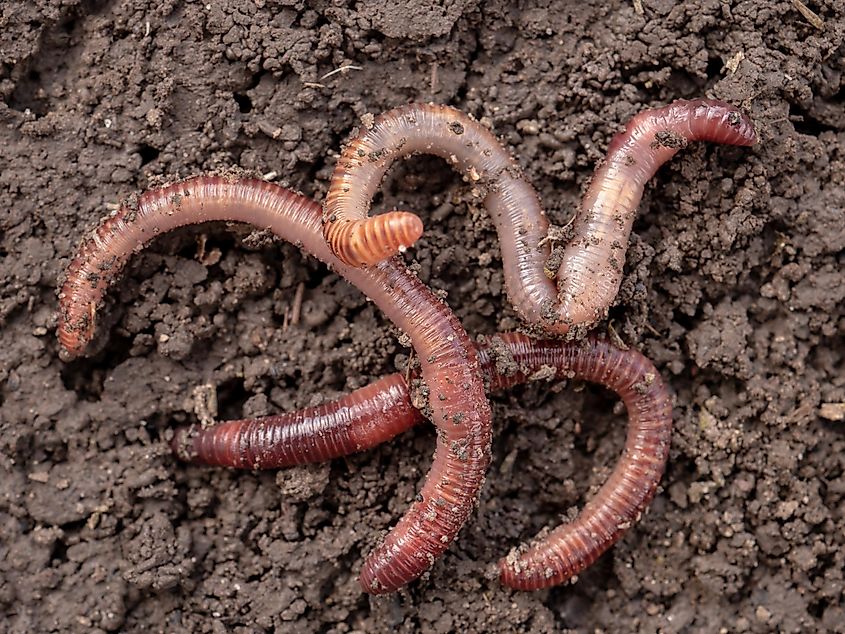 An earthworm in soil