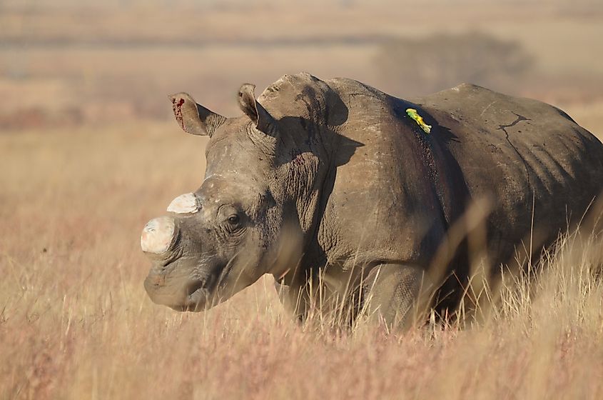 A dehorned white rhino