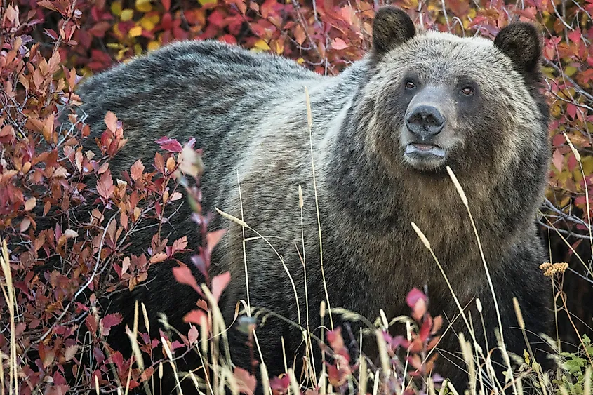A grizzly bear at Glacier National Park
