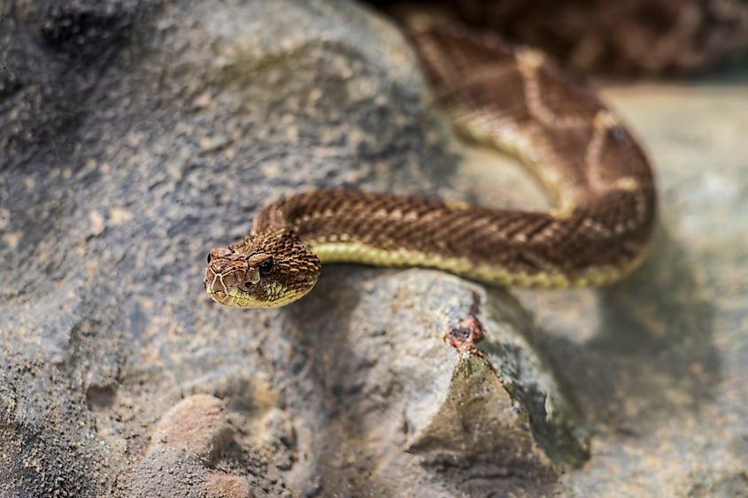 A jararaca (Bothrops jararaca)