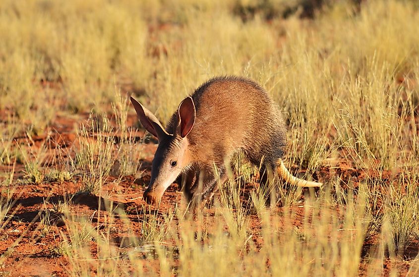 An aardvark (Orycteropus afer)