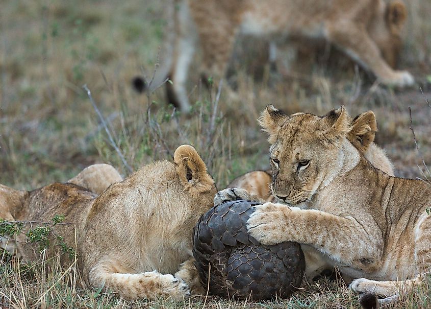 A pangolin curled up between lions