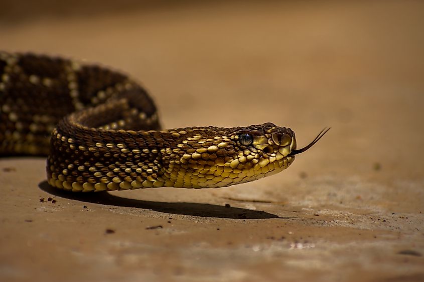 A neotropical rattlesnake (Crotalus durissus)