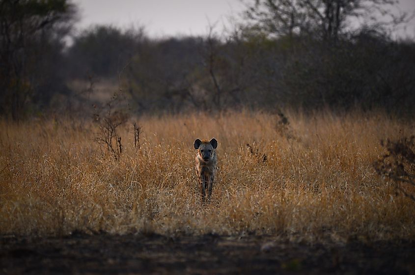 Spotted hyena in Kruger National Park