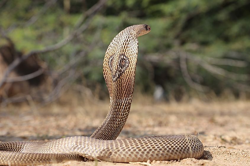 An Indian cobra (Naja naja)