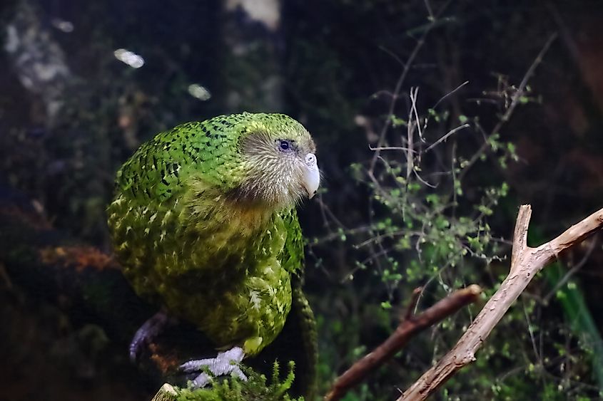 A kakapo (Strigops habroptilus)