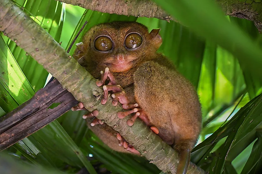 A Philippine tarsier