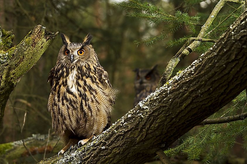 A Eurasian eagle-owl.