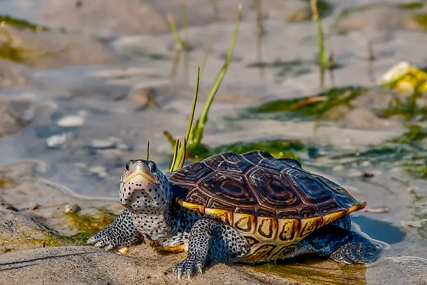 A diamondback terrapin (Malaclemys terrapin)