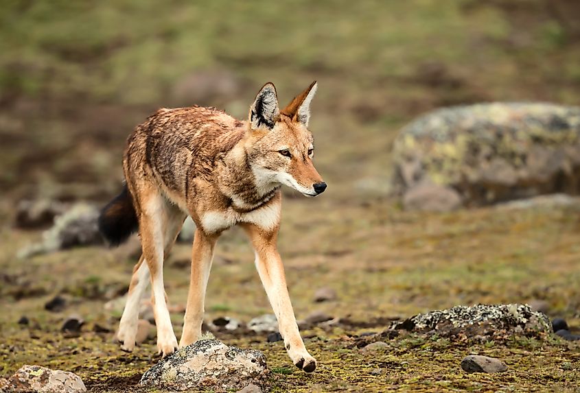 An Ethiopian wolf (Canis simensis)
