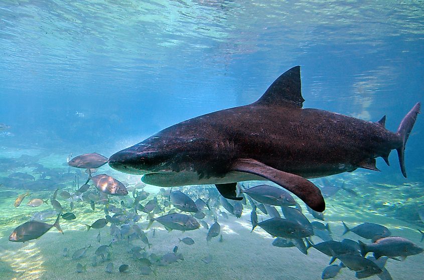 A bull shark (Carcharhinus leucas)