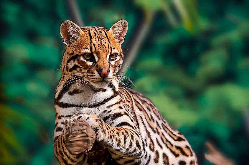 An ocelot (Leopardus pardalis)