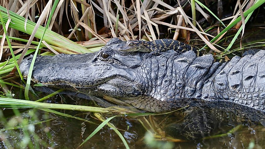 Mama alligator keeping baby safe on her head.
