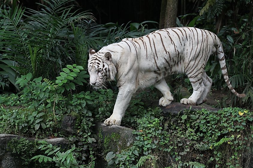 A white tiger walking.