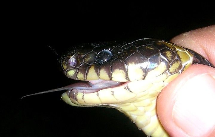 A close-up of the broad, blunt head of a banded krait.