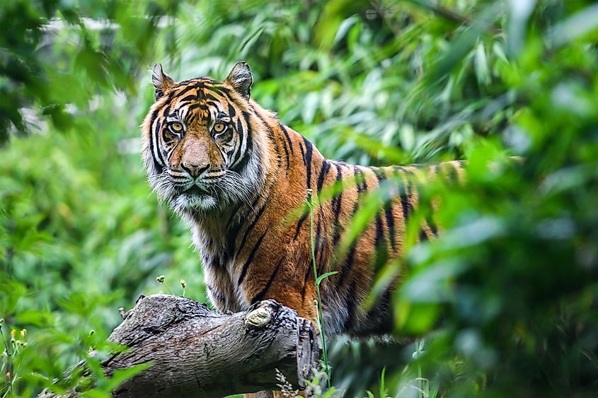 A Sumatran tiger (Panthera tigris sondaica)