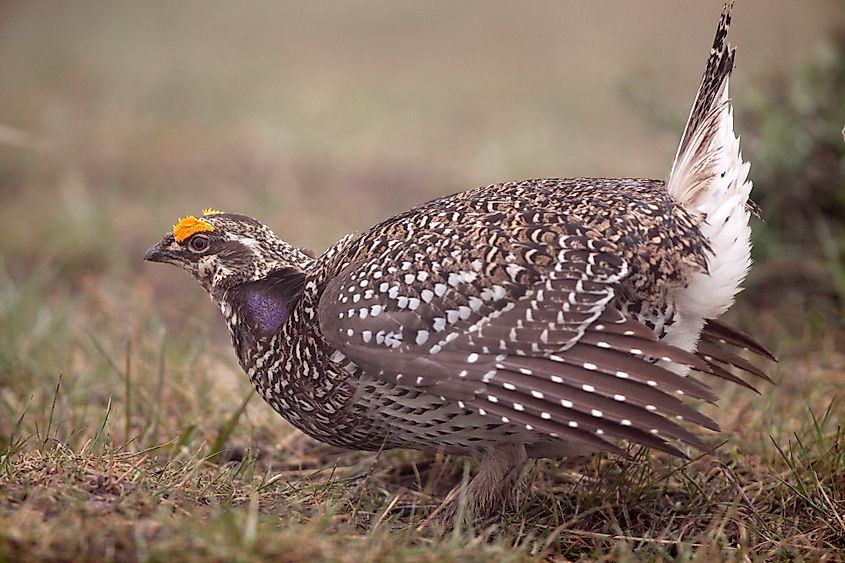 A sharp-tailed grouse (Tympanuchus phasianellus)