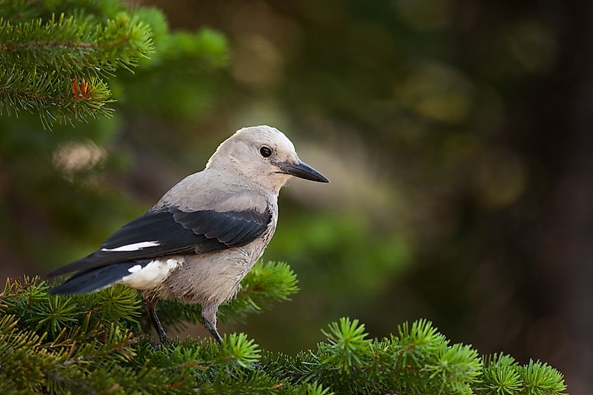 A Clark's nutcracker (Nucifraga columbiana)